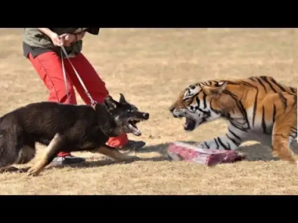 Video: 10 Dog Breeds That Looks Dangerous